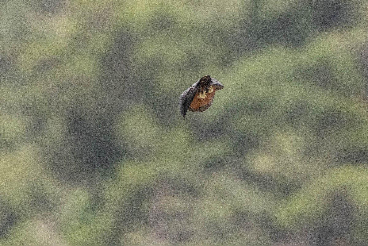 Orange-breasted Falcon - ML638109549