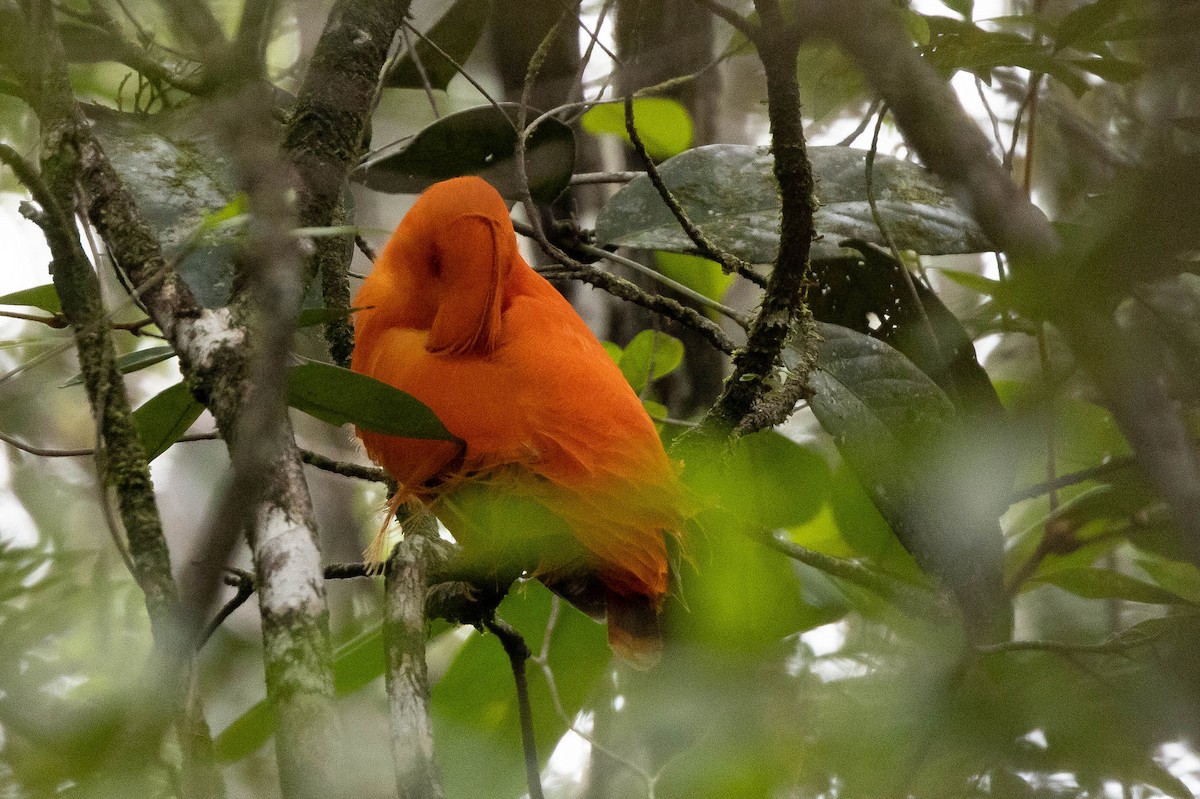 Guianan Cock-of-the-rock - ML638109571