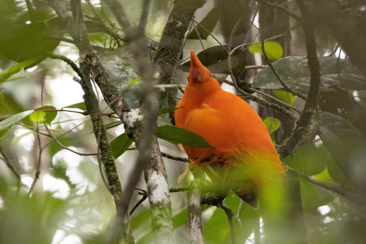Guianan Cock-of-the-rock - ML638109576