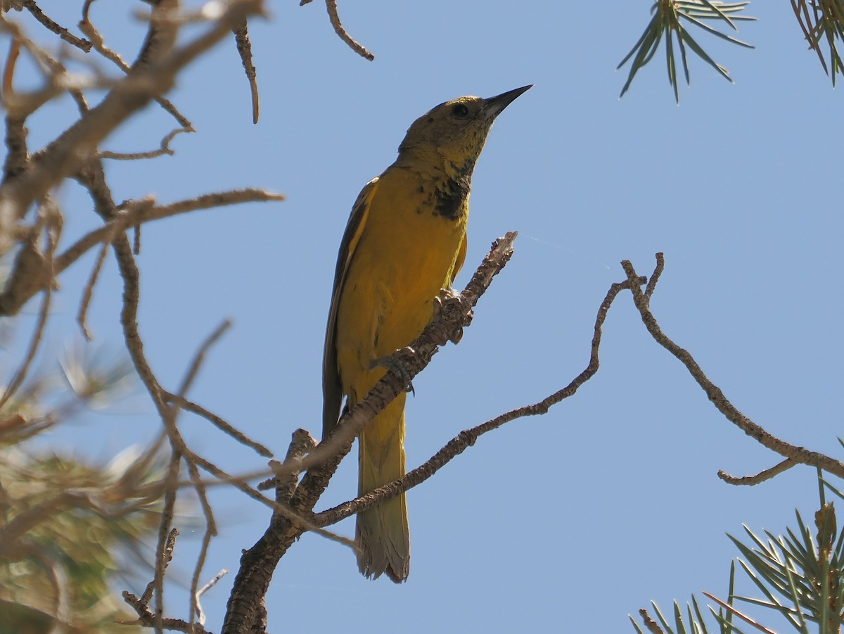 Scott's Oriole - ML638109627