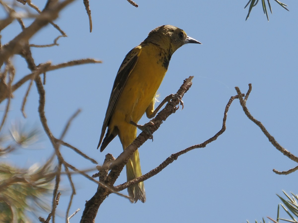 Scott's Oriole - ML638109628