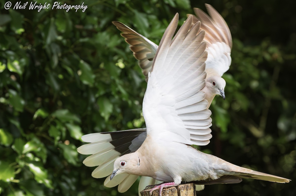 Eurasian Collared-Dove - ML638109632
