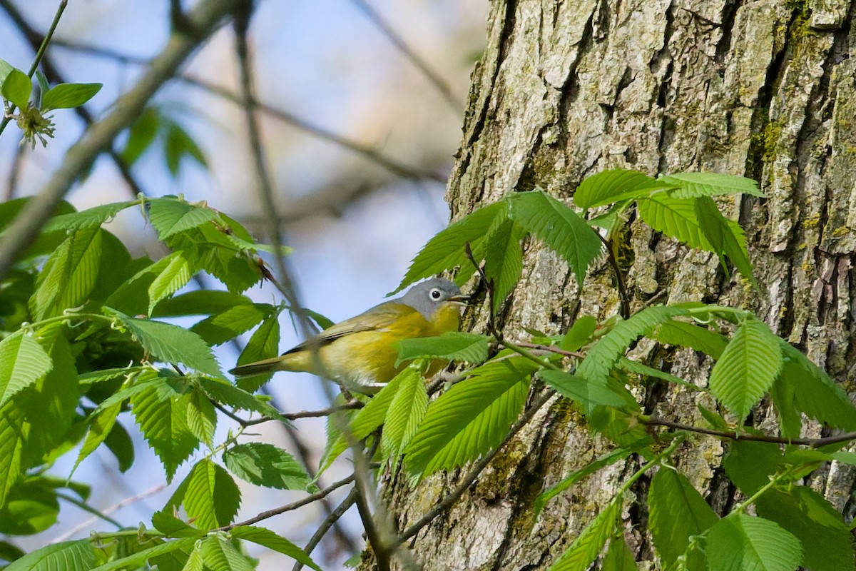Nashville Warbler - ML638109637