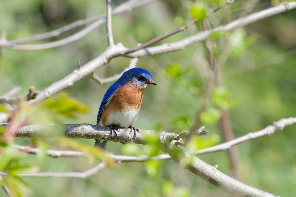 Eastern Bluebird - ML638109646