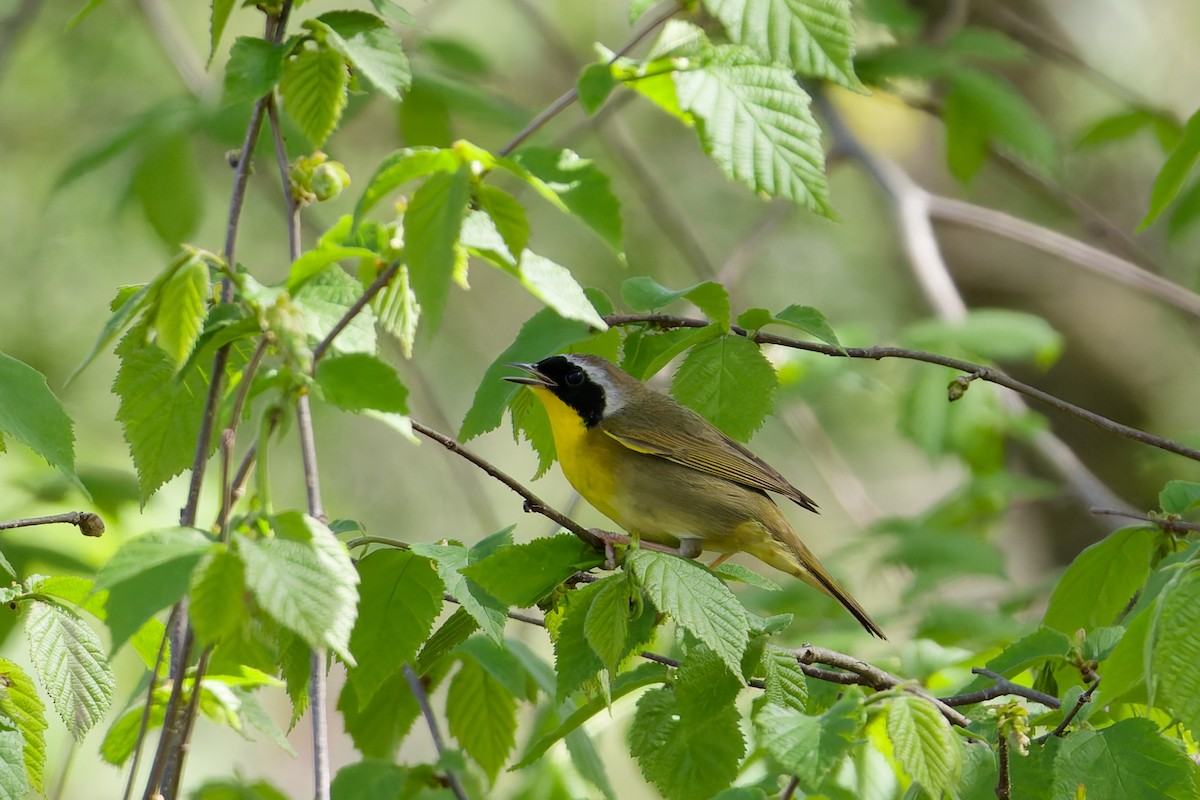 Common Yellowthroat - ML638109672