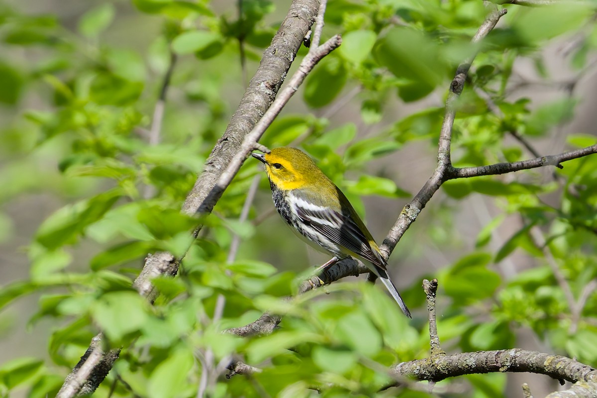 Black-throated Green Warbler - ML638109681