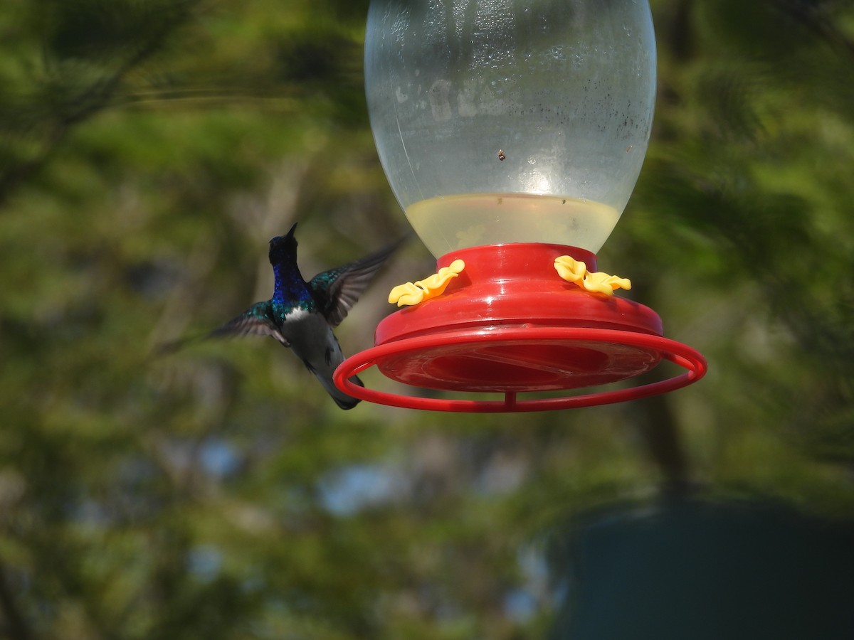White-necked Jacobin - ML638109689