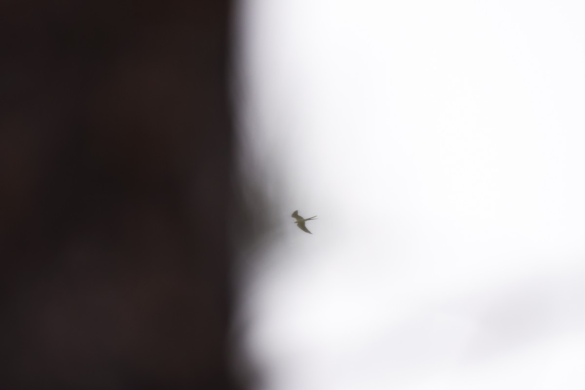 Swallow-tailed Kite - ML638109690