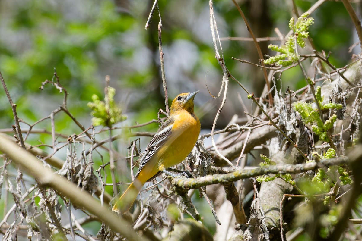 Baltimore Oriole - ML638109691