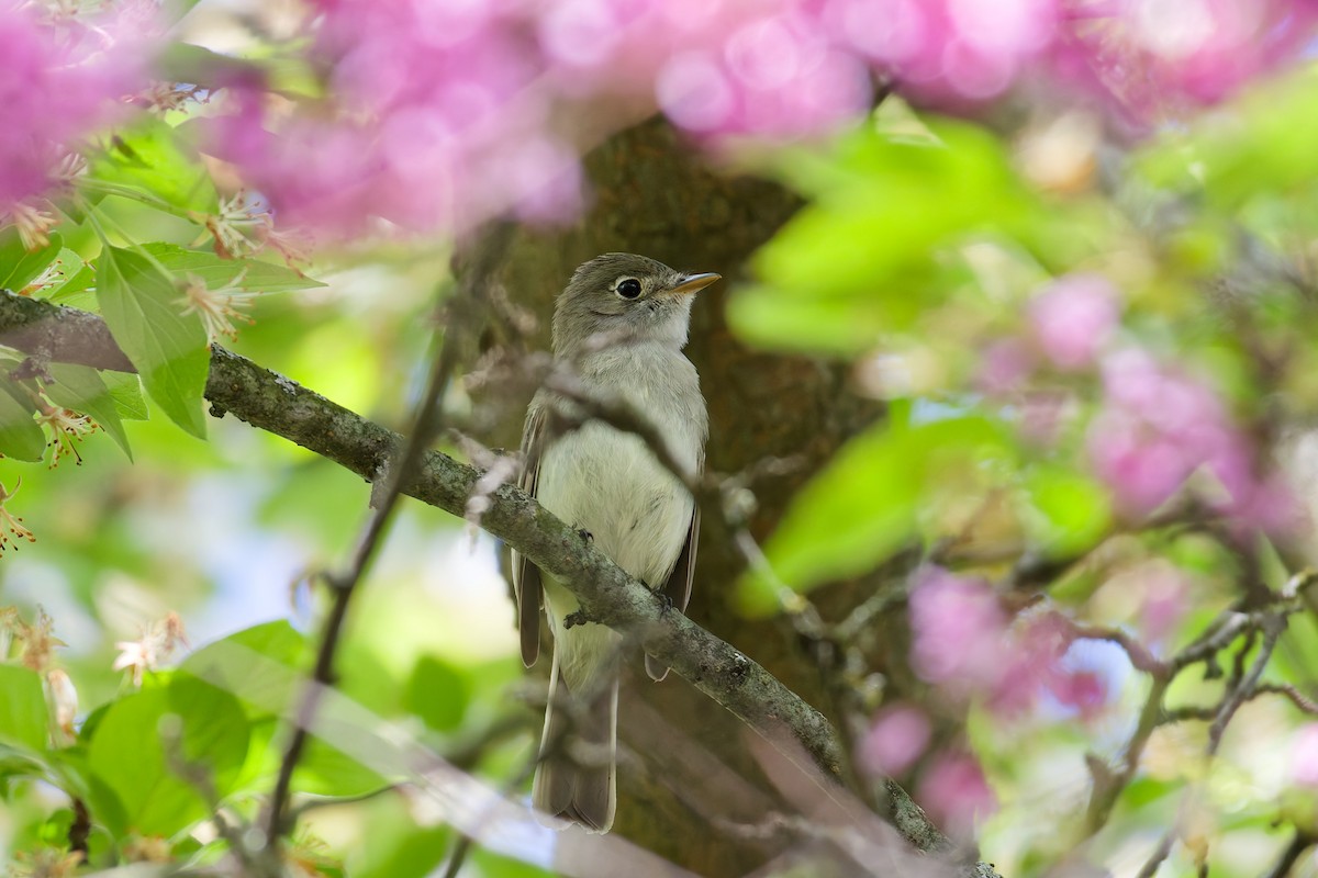 Least Flycatcher - ML638109692