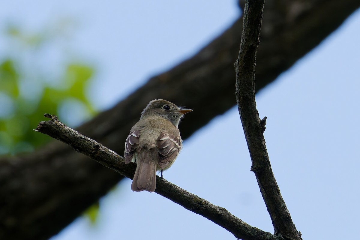 Least Flycatcher - ML638109699