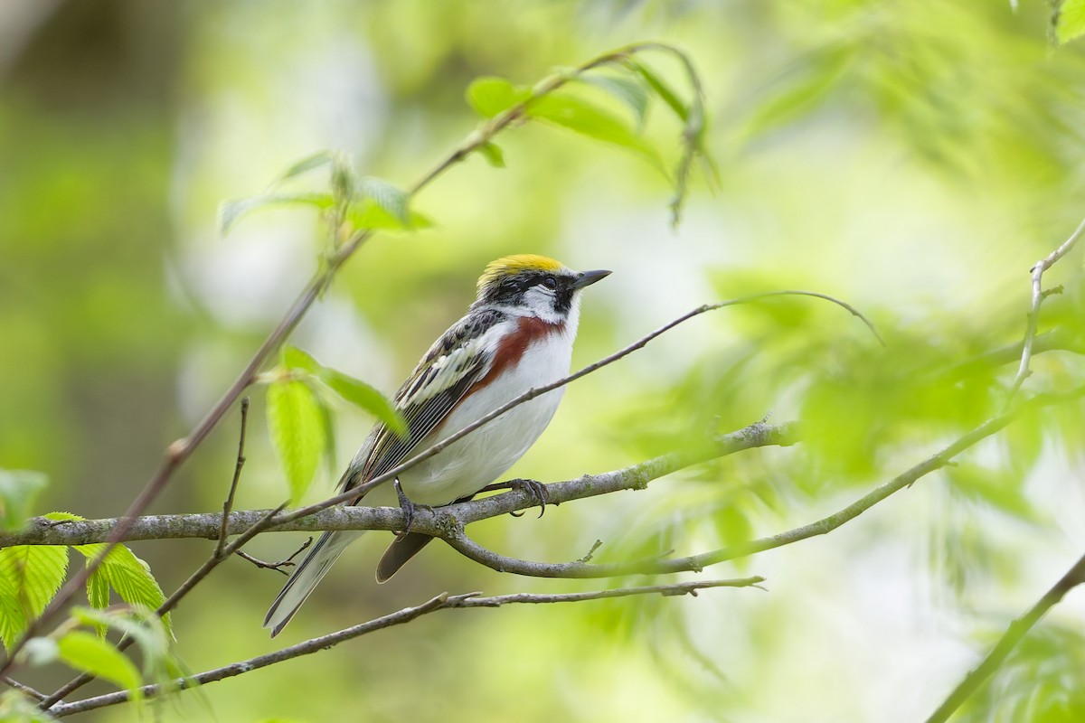 Chestnut-sided Warbler - ML638109704