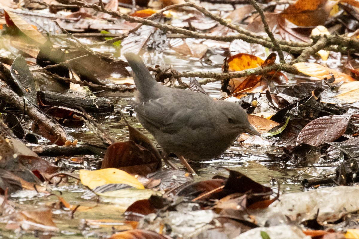 American Dipper - ML638109727