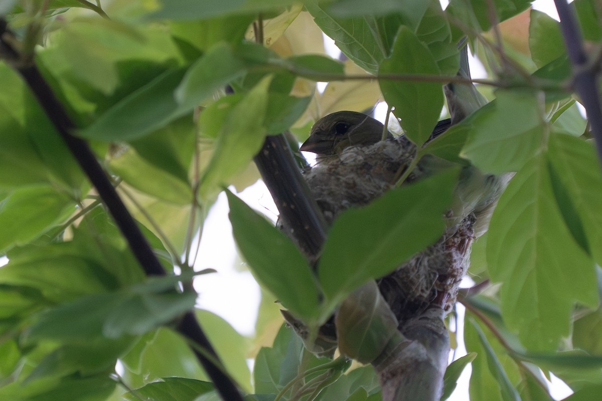 Lesser Goldfinch - ML638109763