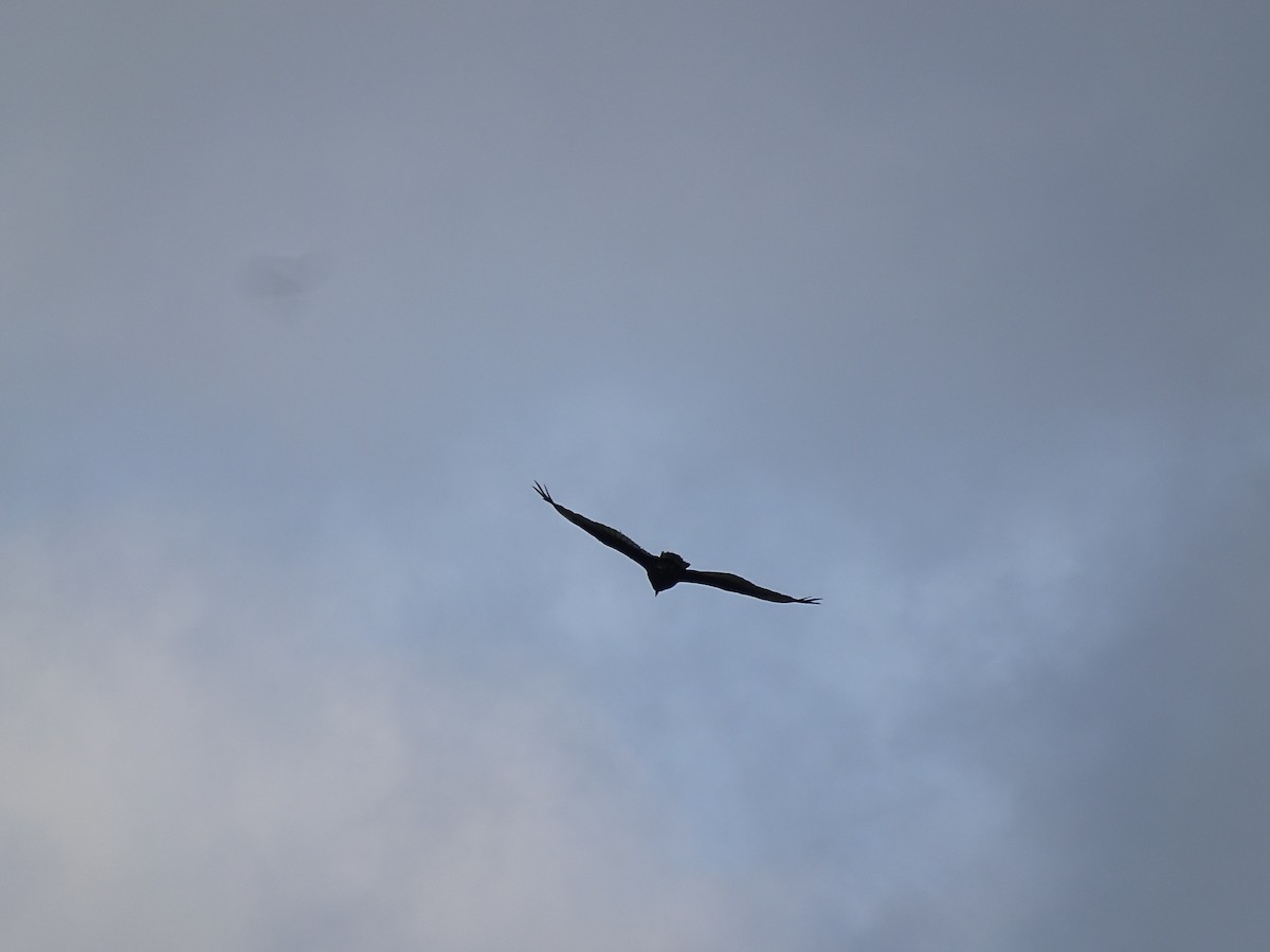 Turkey Vulture - ML638109772