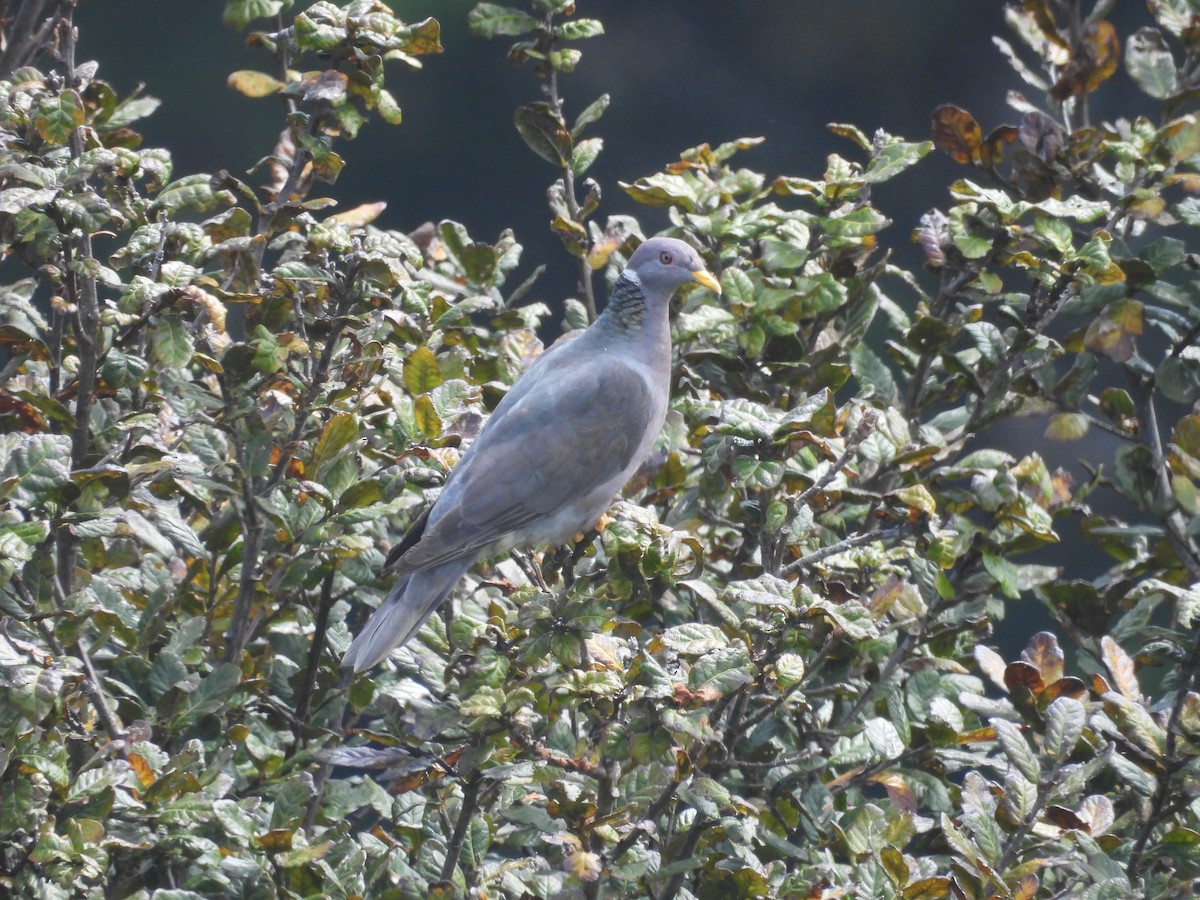 Band-tailed Pigeon - ML638109817