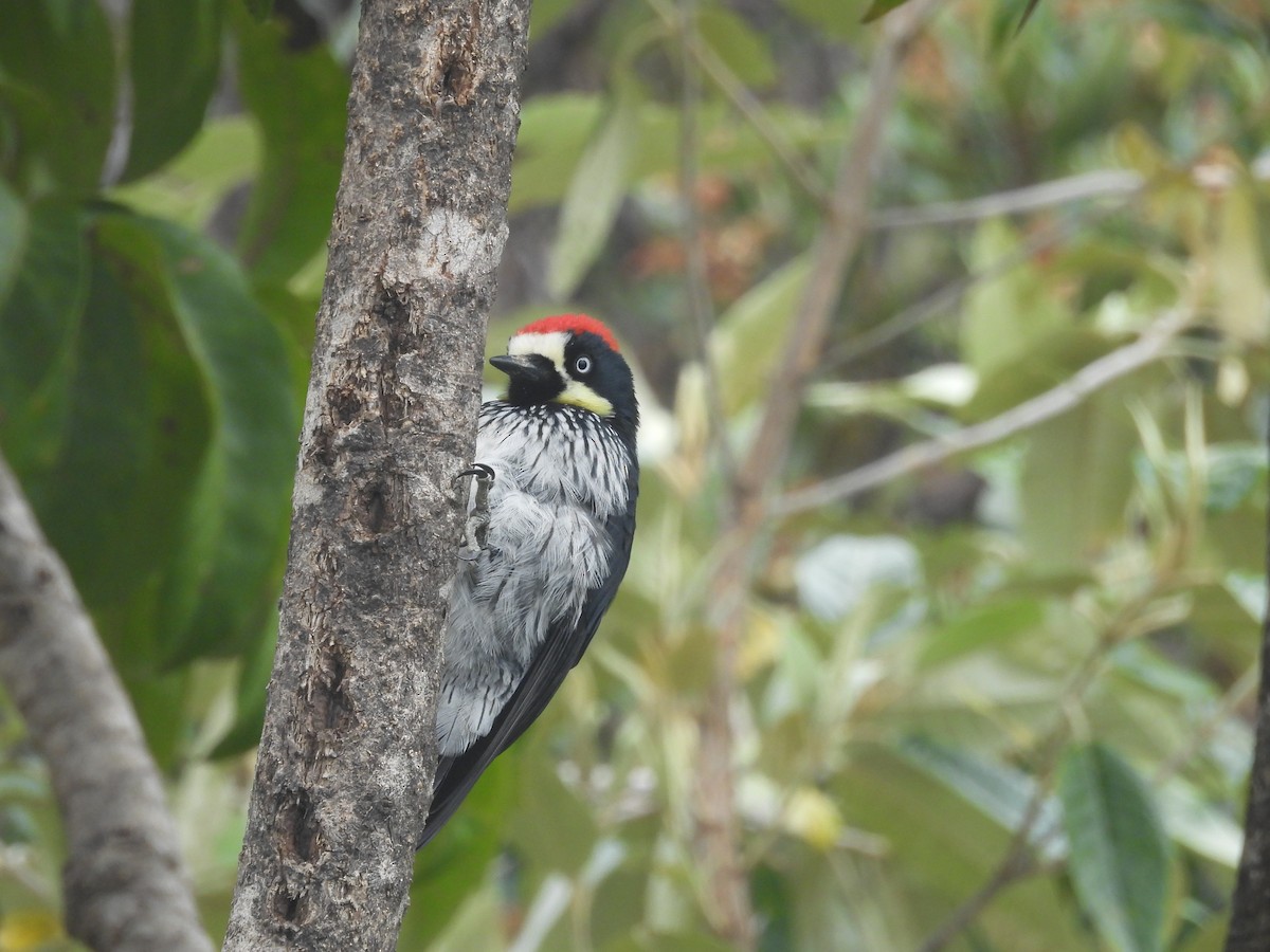 Acorn Woodpecker - ML638109854
