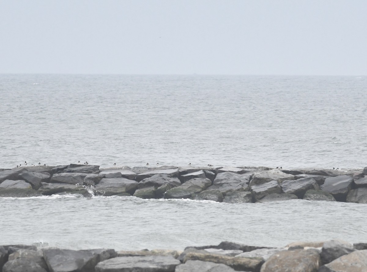 American Oystercatcher - ML638109867