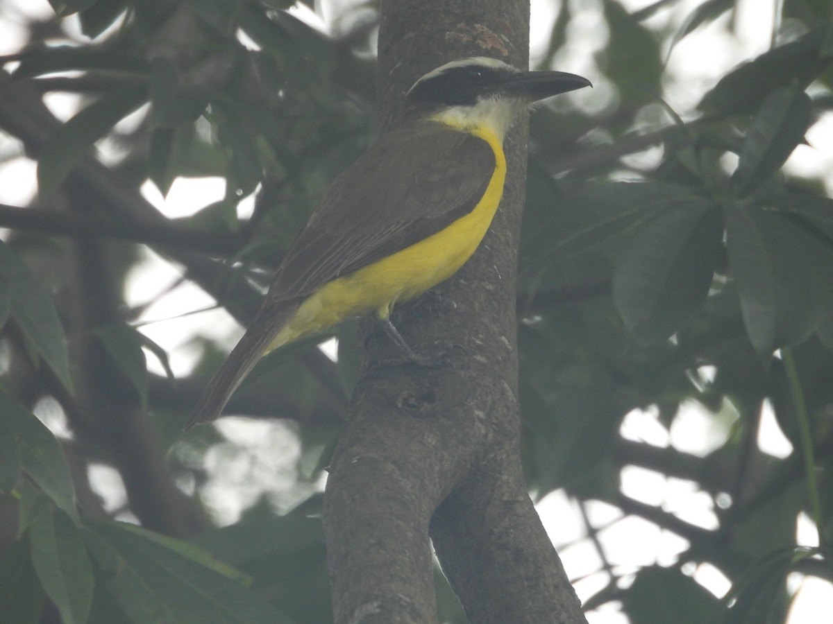 Boat-billed Flycatcher - ML638109910