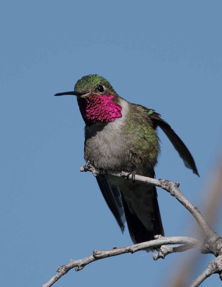 Broad-tailed Hummingbird - ML638109932