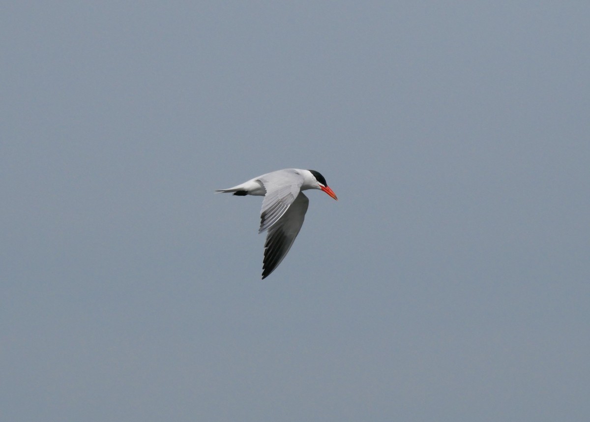 Caspian Tern - ML638109934