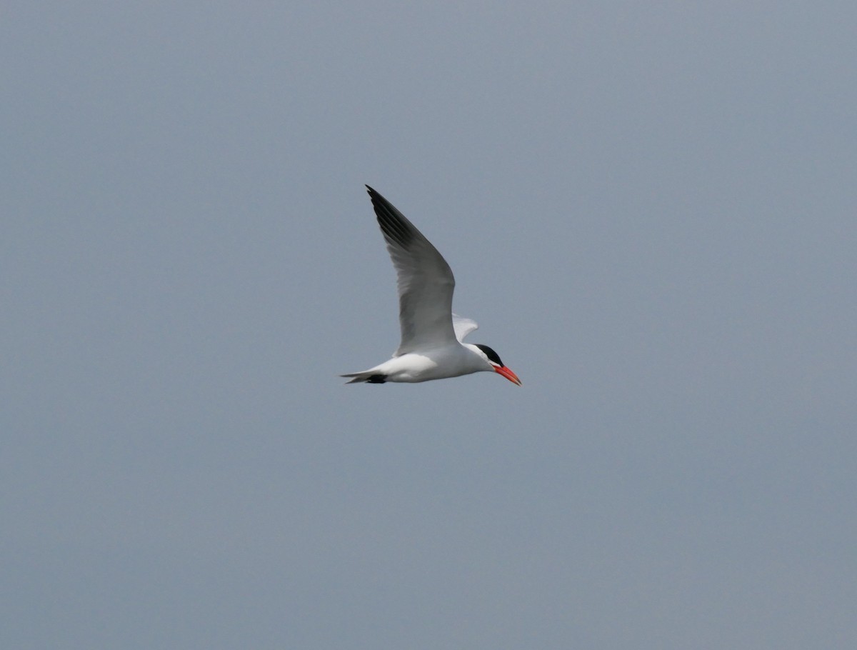 Caspian Tern - ML638109935