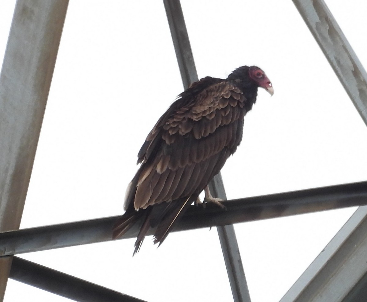 Aura Gallipavo - ML638109958