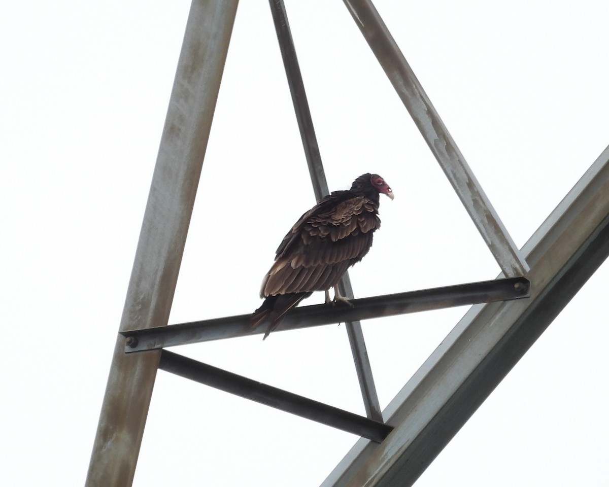 Aura Gallipavo - ML638109959