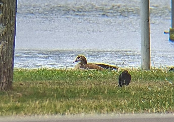 Egyptian Goose - ML638109962