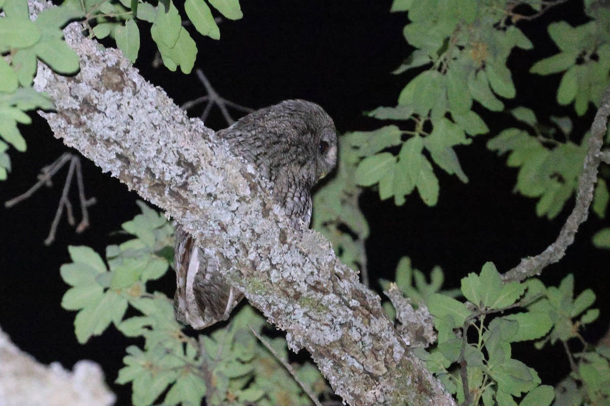 Maghreb Owl - ML638109973