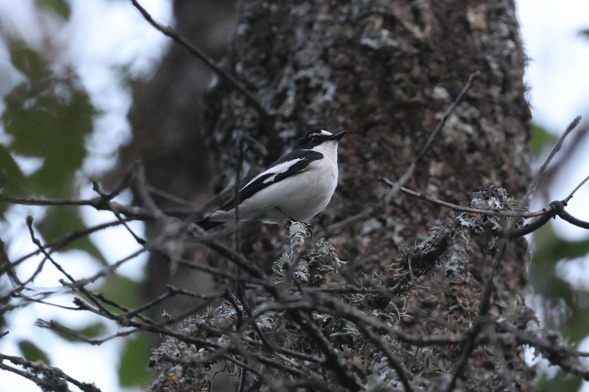 Atlas Flycatcher - ML638109990