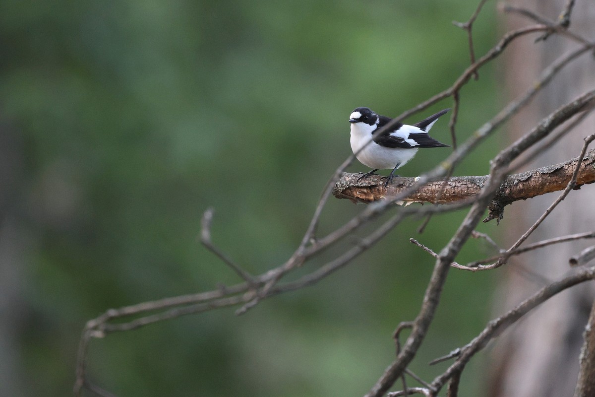 Atlas Flycatcher - ML638109992