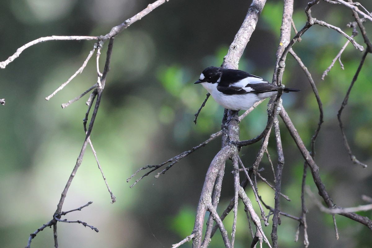 Atlas Flycatcher - ML638109998