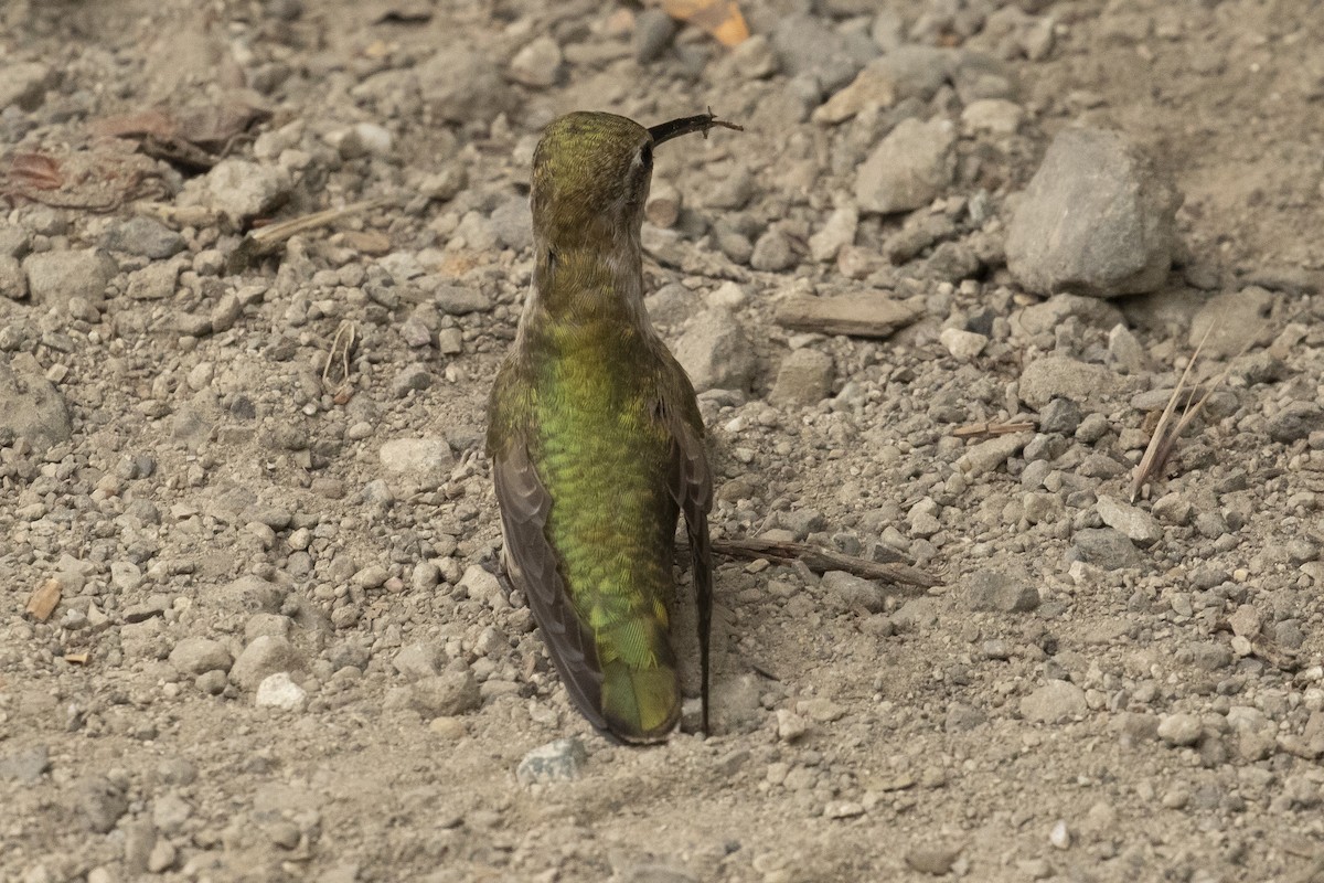 Anna's Hummingbird - ML638110002