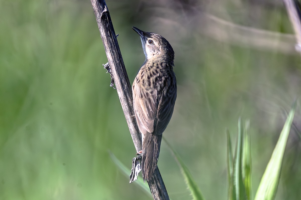 Common Grasshopper Warbler - ML638110016