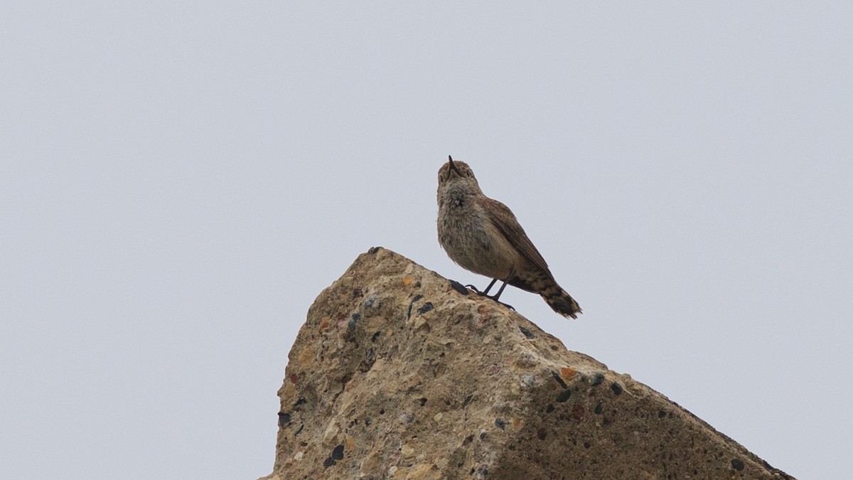 Rock Wren - ML638110058