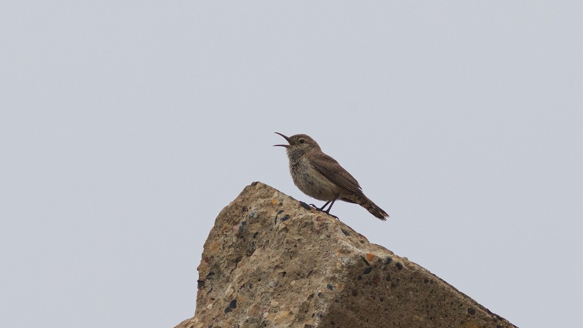 Rock Wren - ML638110059