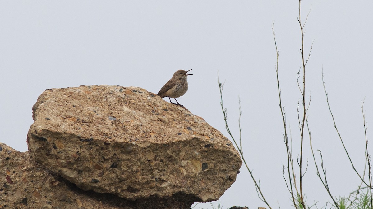 Rock Wren - ML638110060