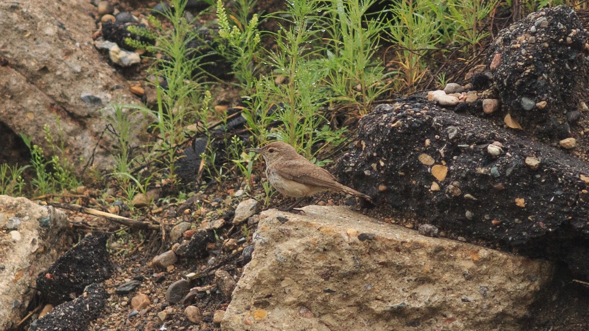 Rock Wren - ML638110061