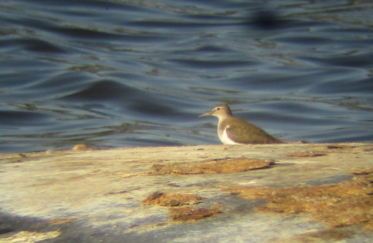 Common Sandpiper - ML638110074