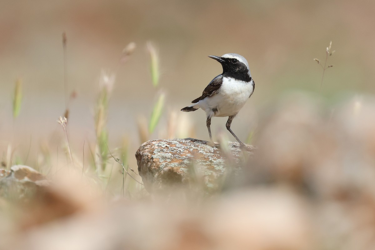 Atlas Wheatear - ML638110113