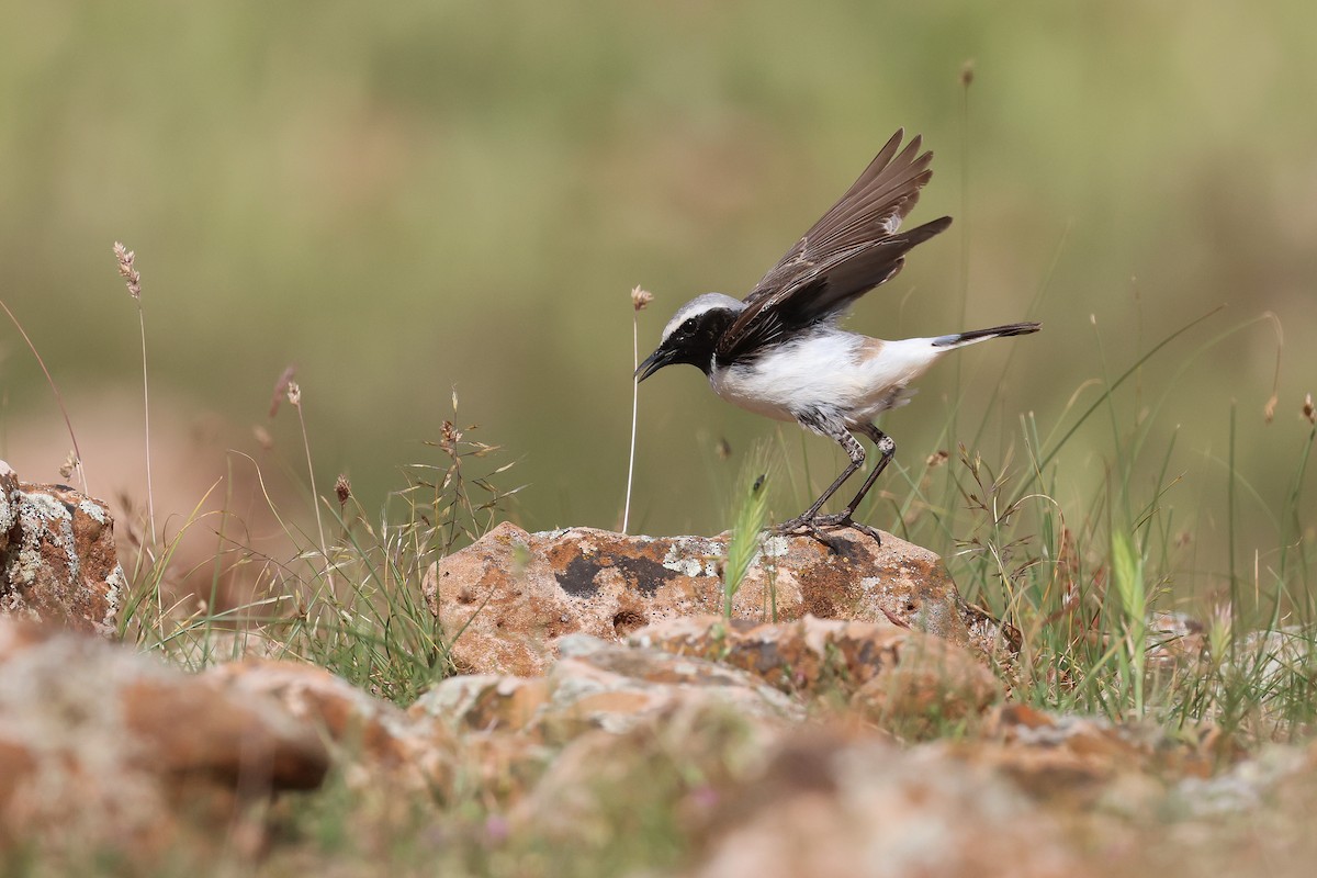 Atlas Wheatear - ML638110118