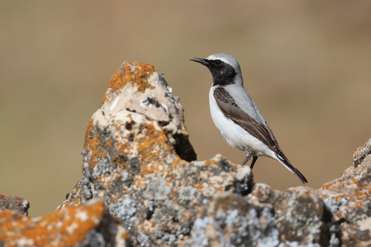 Atlas Wheatear - ML638110121