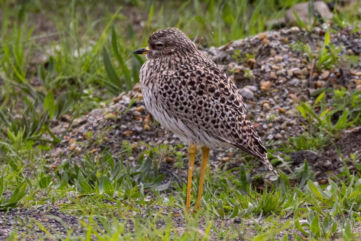 Spotted Thick-knee - ML638110126