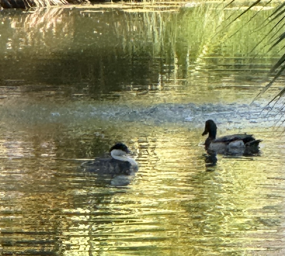 Western Grebe - ML638110129