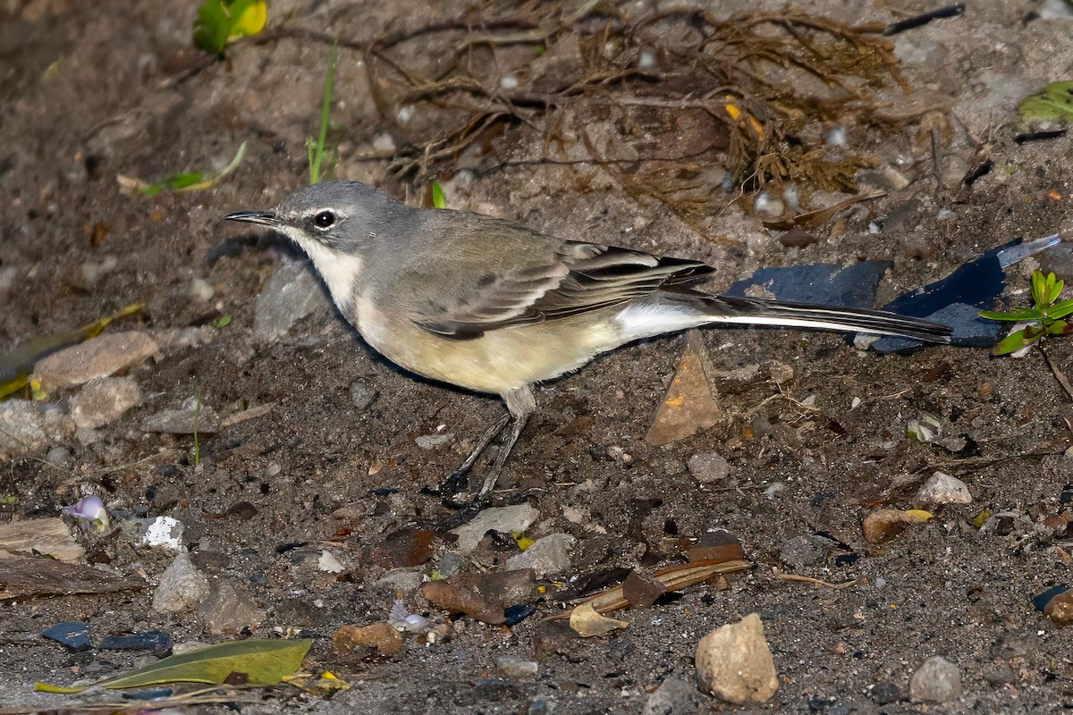 Cape Wagtail - ML638110138