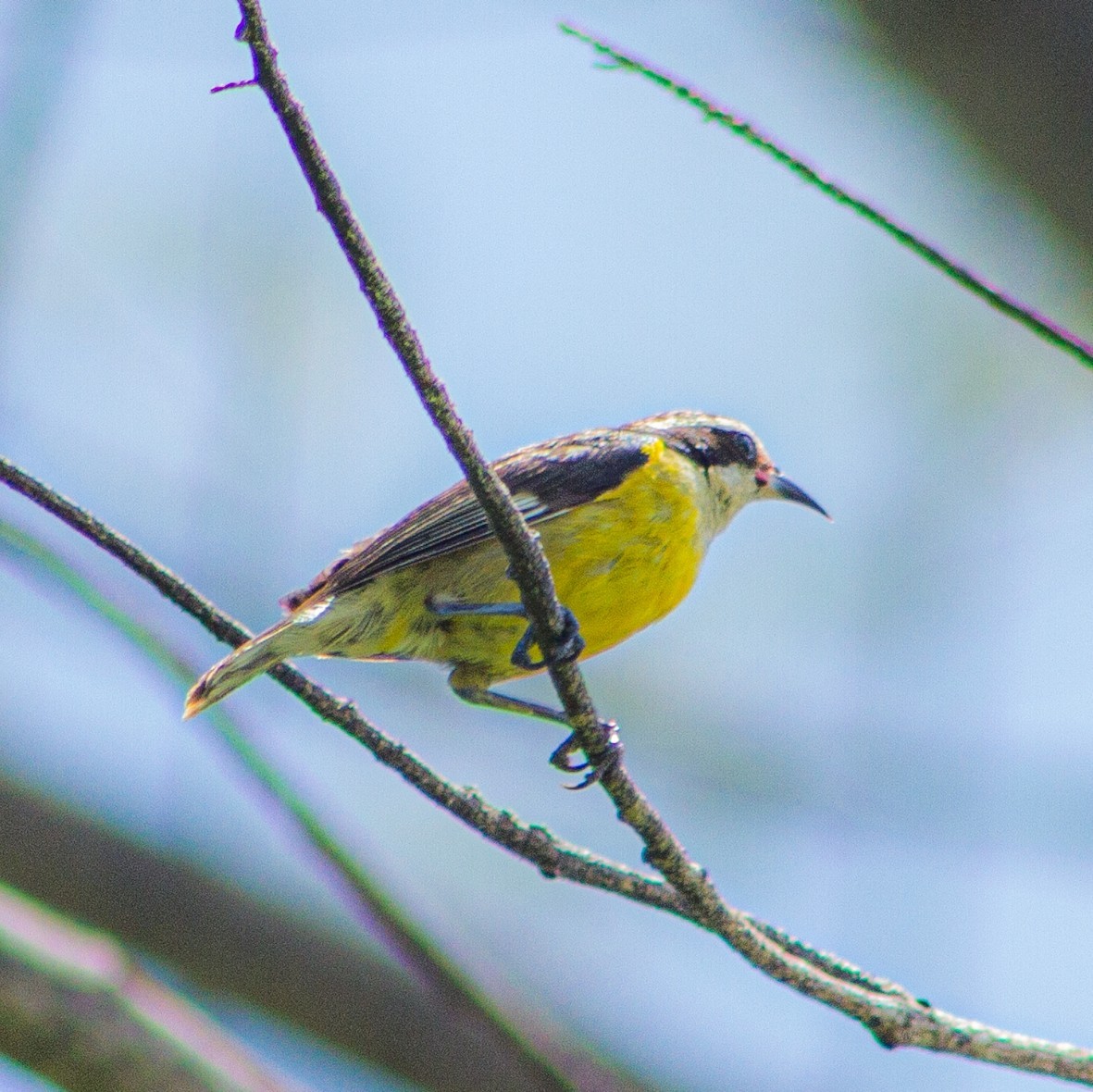 Bananaquit (Cozumel I.) - ML638110139
