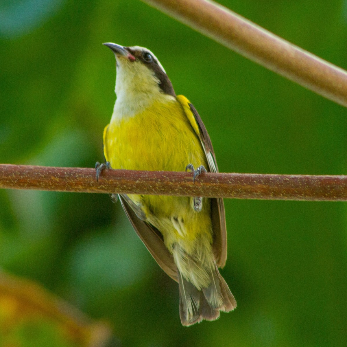 Bananaquit (Cozumel I.) - ML638110140