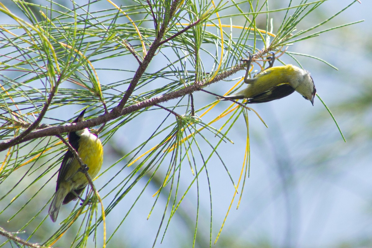 Bananaquit (Cozumel I.) - ML638110141