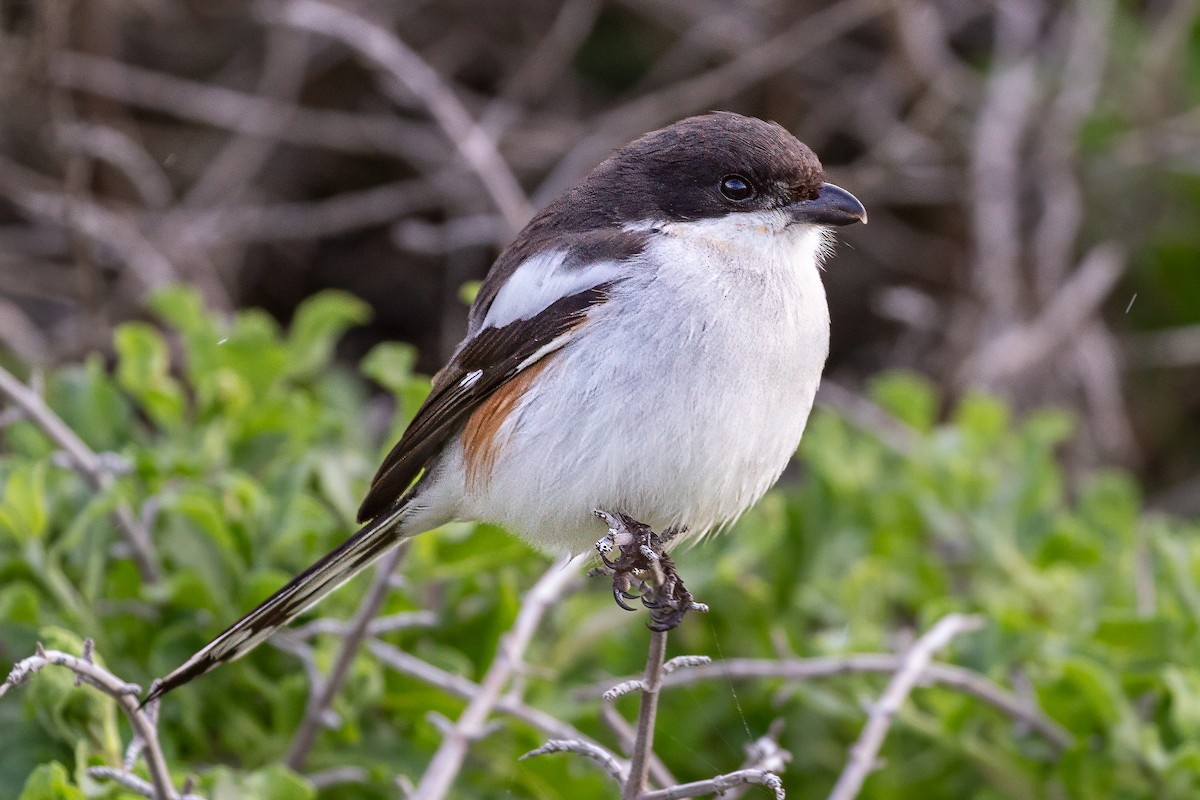 Southern Fiscal - ML638110150